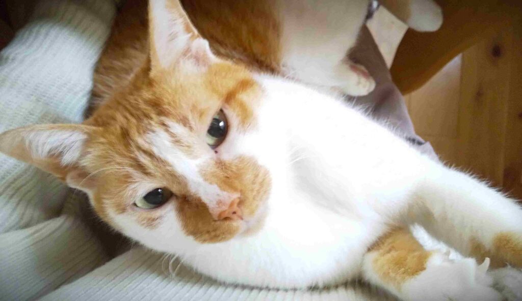 糖尿病と診断される３週間前のドロン