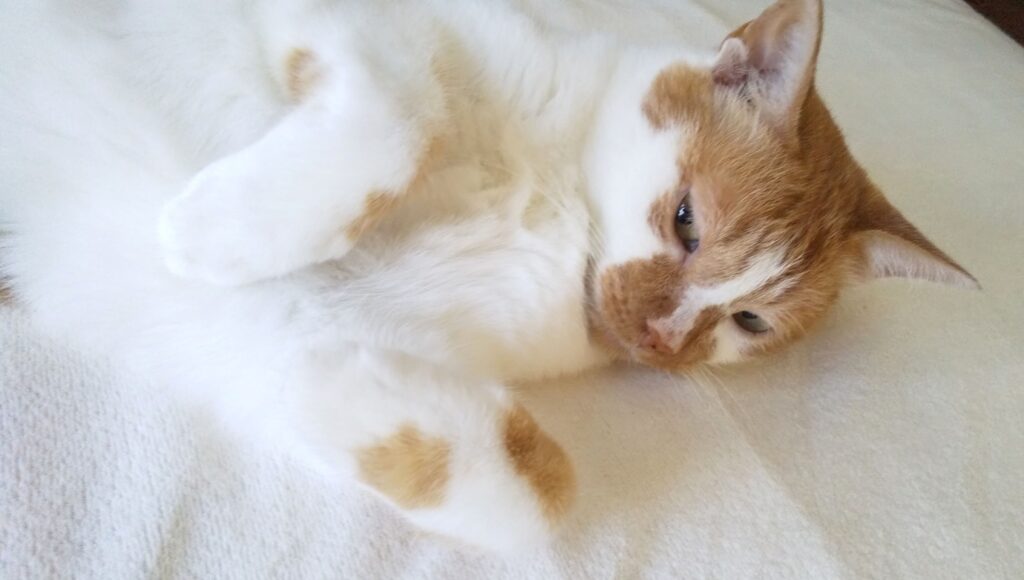 ドロンのプロピール写真