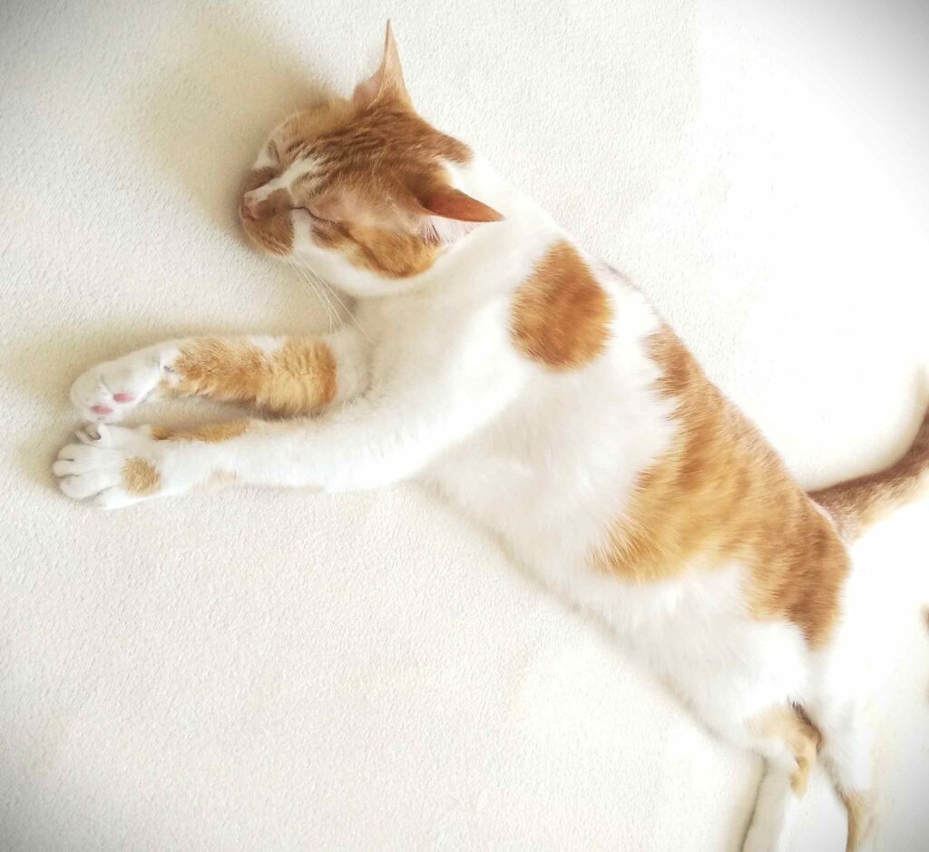 入院１ヶ月前。穏やかに寝るドロン