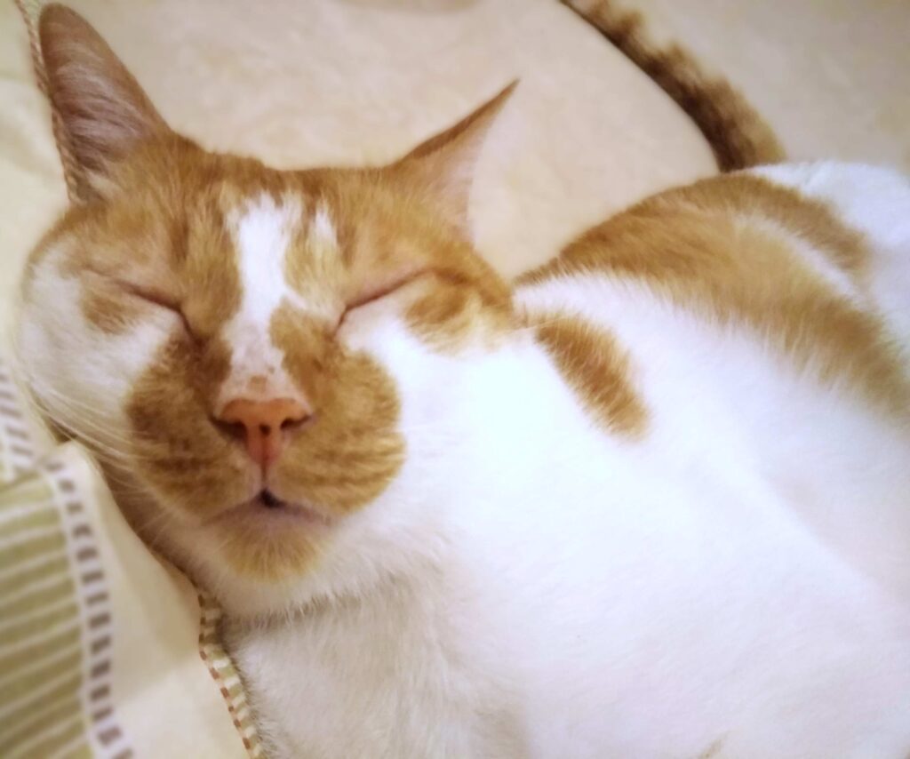 病気になる1年前。穏やかそうに寝るドロン