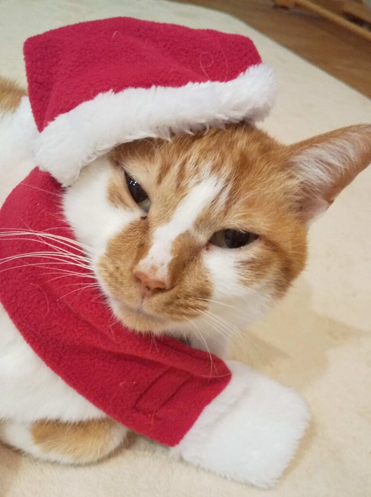 入院前のクリスマスの時期の写真